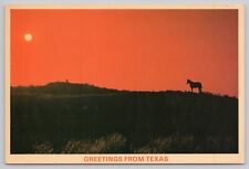 Greetings From Texas Ranch Sunrise Horse Continental Chrome Postcard picture