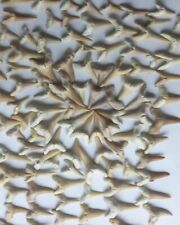 100 PC's Sand Shark Tooth Fossil 100% Authentic Sharks Teeth From Morocco  picture