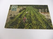Pineapple Plantation Cuba Postcard picture