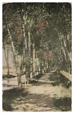 Vintage Lover's Lane Monte Vista Colorado CO Postcard c1915 Divided Back picture