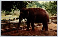 Female Asian Elephant National Zoo Zoological Park Washington DC Postcard picture