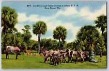 Florida FL, Boca Raton - Zee Horse And Grevy Zebras Of Africa - Vintage Postcard picture