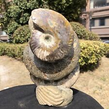6.51LB Natural Large Beautiful Ammonite Fossil Conch Crystal Specimen Healing picture