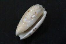 seashell Oliva tricolor 41.6 mm GEM nice olive collection  picture