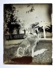 1895 antique DOG PHOTO GLASS NEGATIVE sitting up picture