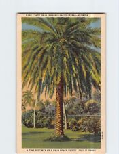 Postcard Date Palm on a Palm Beach Estate Florida USA picture