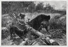 Dog Dachshund Two Dogs Hunting Wild Boar, Large 1880s Antique Print picture