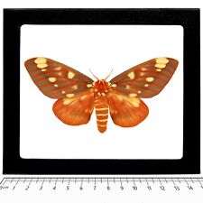 Citheronia regalis red orange yellow saturn moth USA FRAMED picture