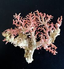 Pink Stylaster Coral (5”x4.5”) picture