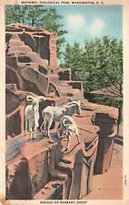 Washington, DC, Aoudad or Barbary Sheep National Zoological Park, Postcard e5313 picture