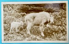 Mountain Goats Jasper Park. Canadian Rockies. RPPC Real Photo Postcard picture