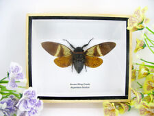 Brown Wing Cicada - Angamiana Floridula - True Huge 3D Case by Cicade picture