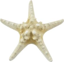 10 White Knobby Large Starfish Armoured Sea Star Shells Craft 4-6