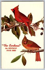 Kentucky KY - Greetings from KY - The Cardinal - State Bird - Vintage Postcard picture