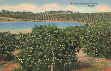 Palm Beach FL Florida, A Large Grapefruit Grove, Vintage Postcard picture