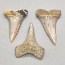 Group of 3 Gorgeous Fossil Extinct Mako Shark Teeth - Bakersfield, CA picture