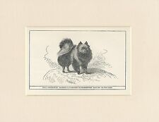 BLACK POMERANIAN RARE ANTIQUE 1900 ENGRAVING NAMED DOG PRINT READY MOUNTED picture