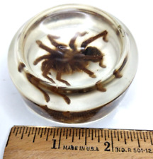 VTG Creepy Crawly Encased Spider Small Lightweight Acrylic Tray Art 2.5