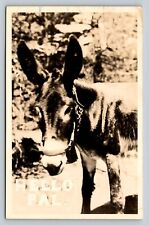 c1948 RPPC Donkey HELLO PAL Nice Msg VINTAGE Real Photo Postcard picture