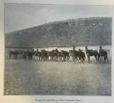 1909 Army School of Horsemanship illustrated picture