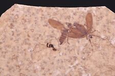 Superb Fossil Insect Flies Plecia pealei Green River Formation Wyoming COA 11307 picture