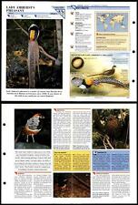 Lady Amherst's Pheasant #205 Birds Wildlife Fact File Fold-Out Card picture