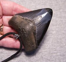MEGALODON shark tooth necklace 2 3/4