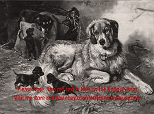 Dog Great Pyrenees Teased by Mischievous Dachshund Puppies, 1890s Antique Print picture
