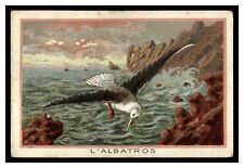 THE ALBATROSS L'ALBATROS FLYING BIRD FRENCH TRADE CARD OCEAN CLIFFS NICE CARD picture