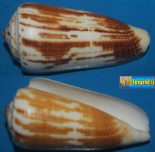 Tonyshells Seashells Conus magus fulvobullatus MAGICAL CONE 81mm F+++/GEM Superb picture