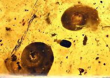 Two Scarce Gastropoda (Land Snail), Fossil Inclusion in Burmese Amber picture