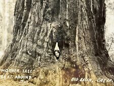 2R Photograph RPPC Postcard Mother Tree Big Basin California Woman Sticks Head picture