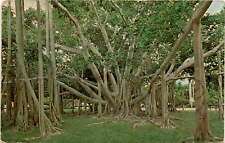 Banyan Tree Edison Firestone 1925 Fort Myers FL Photo LEH-1 85943-B Dexter Press picture