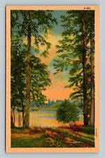 Postcard C. T. Lake Shore Scene picture