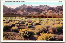 Vintage Desert Sage in Bloom Mountains in Distance CA California Postcard  c1934 picture