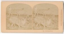 James A Hurst Taxidermy Stereoview The Prairie Wolf Kilburn Brothers picture