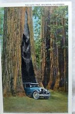 1930's The Auto Tree Big Basin, California 4000 year old Postcard unposted  picture