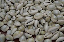 400+ PCS RING TOP COWRIE COWRY SEA SHELL BEACH CRAFT 2 LBS #7375 picture