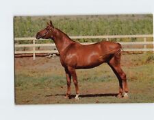 Postcard Beautiful Big Red Horse picture