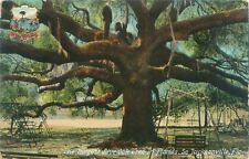 Jacksonville Florida Largest Live Oak Tree Litho Postcard Used picture
