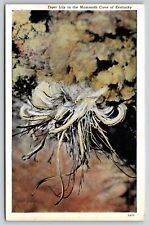 Mammoth Cave Natl Park Kentucky~Tiger Lily~Snow White Alabaster Formation~Vtg PC picture