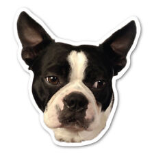 Boston Terrier Magnet picture