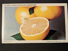 Postcard FL Florida Grapefruit Unused White Border Vintage picture