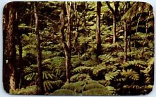 Postcard - Tree Fern Forest, Hawaii National Park, USA picture