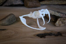 Gaboon Viper Skull - high quality replica - FREE world wide shipping. picture