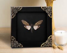 Real Cicada Framed Taxidermy Insect Collections Curiosities And Oddities Decor picture