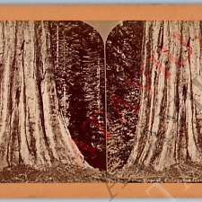 c1890s Caleveras Grove, Cali Pride Forest Redwood Tree Real Photo Stereoview V43 picture
