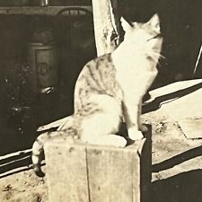 Antique Snapshot Photograph Adorable Kitty Cat Sitting On Crate Everyday Life picture