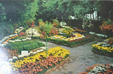 Chrysanthemum Show, Vintage Postcard, Saint Louis MO, Botanical Garden, Missouri picture