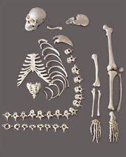 Human Skeleton/Skeletons Disassembled, 1/2 complete picture